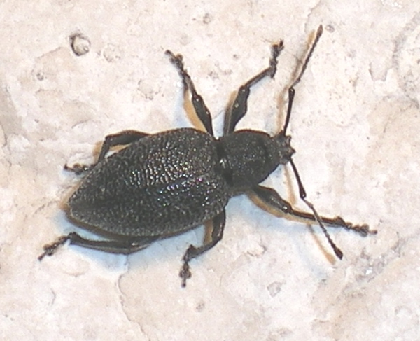 ID Otiorhynchus spiaggiato